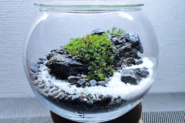 新宿・盆栽テラリウム】自然石で彩る箱庭風景「盆栽テラリウム」」の