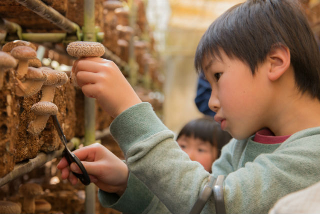 ä½åãã®ãå (ä½åå¸ã»ã¦ã¼ã«ãªãä¸ ã­ãã³ç©ãã»ããããç©ã)ã®ããåèã»ããããç©ãããã¦ã¹æ ½å¹ã§ãé¨ã®æ¥ãæ¥½ãããï¼æ¥µä¸ããããç©ã300gãã®ç»å