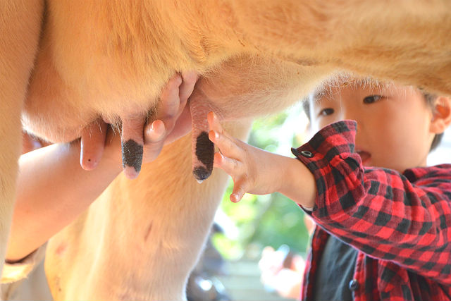 牛の乳しぼりをしている、チェック柄のシャツを着る子供