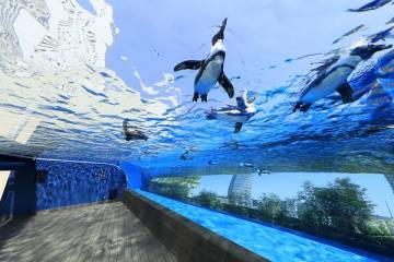 【最大750円割引】サンシャイン水族館+SKYCIRCUSサンシャイン60展望台 セット券 クーポンの写真