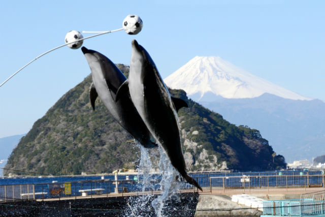 静岡県の水族館ランキング6選 子供連れやファミリーにおすすめ ちりっく