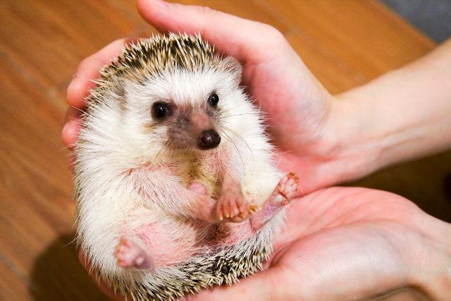 すべての動物画像 上動物 カフェ 千葉